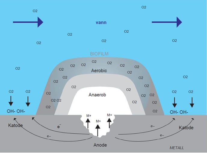 Biofilm Korrosjon
